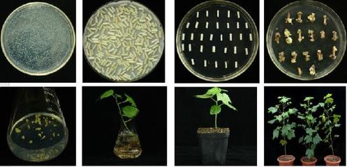棉籽蛋白深加工与营养特性探究 聚焦棉籽蛋白胨在生物科技研发中的应用与氨基酸短板